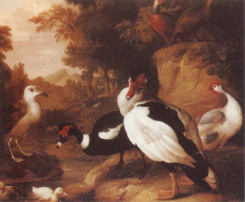 Jakob Bogdani Wild Ducks Spain oil painting art